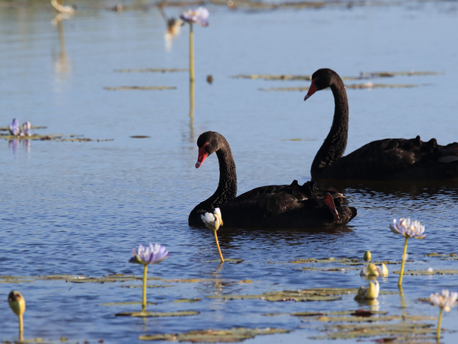 Black Swans in Asia